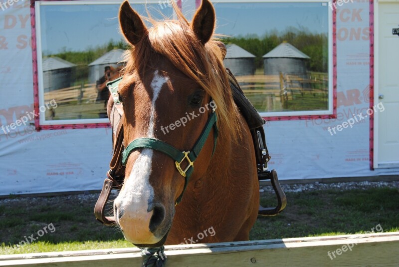 Horse Riding Nature Equestrian Horseback