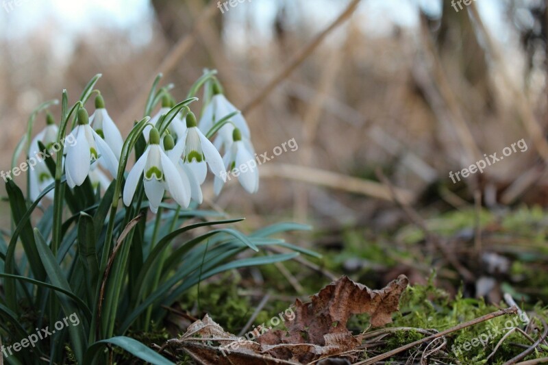 Snowdrops Spring Flower Free Photos