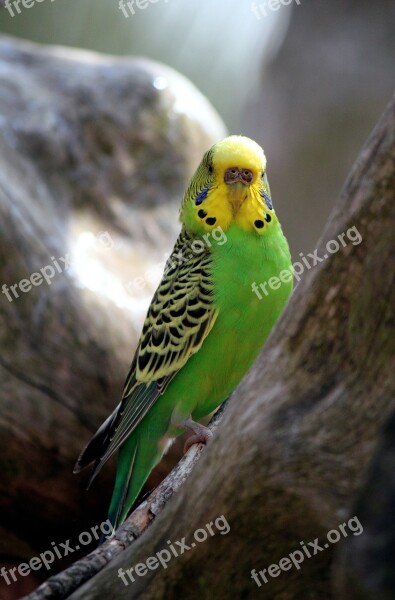 Parakeet Green Birds Feathers Plumage