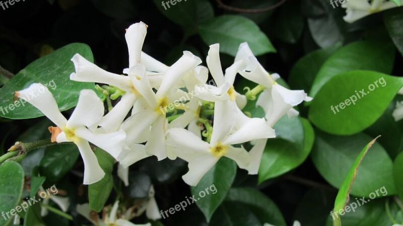 Jasmine Flowers Nature White Flora