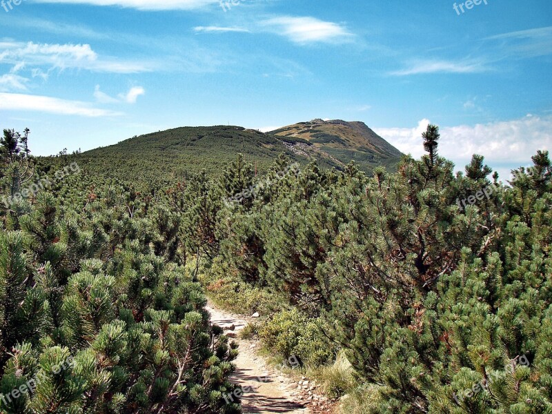 Babia Top Mountain Pine The Path Trail Landscape