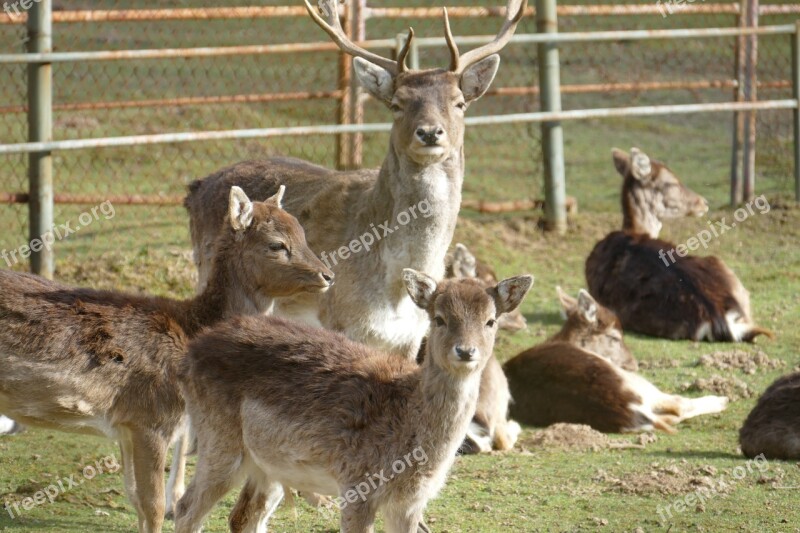 Nature Animals Wild Roe Deer Hirsch