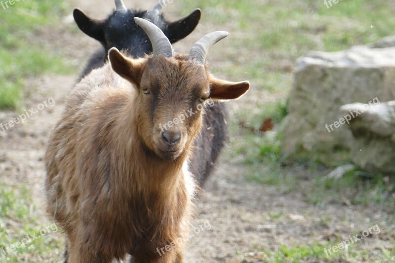 Nature Animals Goat Animal Enclosures Free Photos