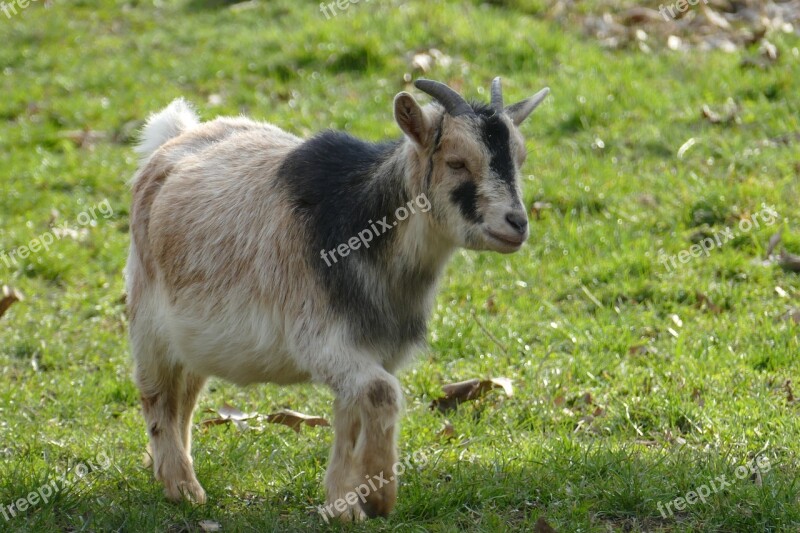 Nature Animals Goat Animal Enclosures Free Photos