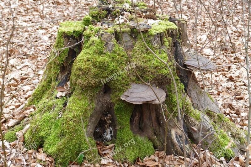 Moss Rots Wood Tribe Thoughtful