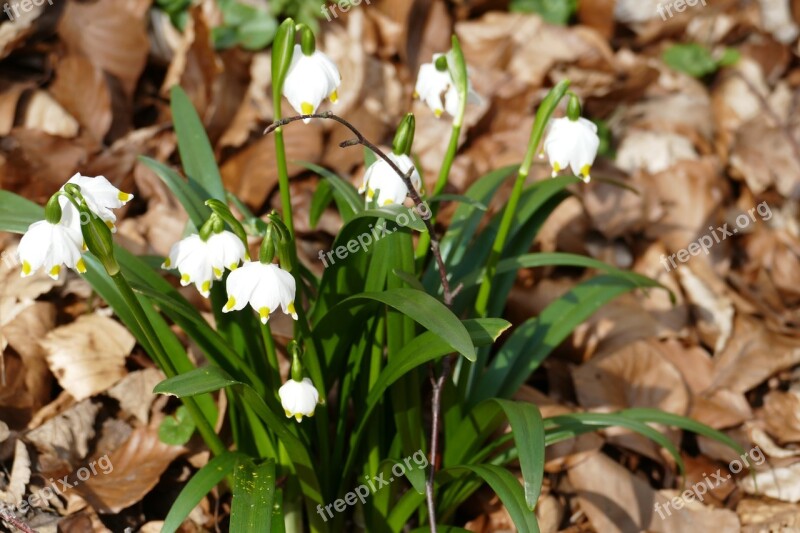 Nature Flower Snowflake Beautiful Flower Wild Flower