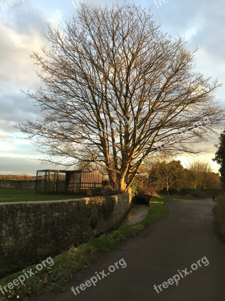 Tree Country Lane Pathway Sky Rural