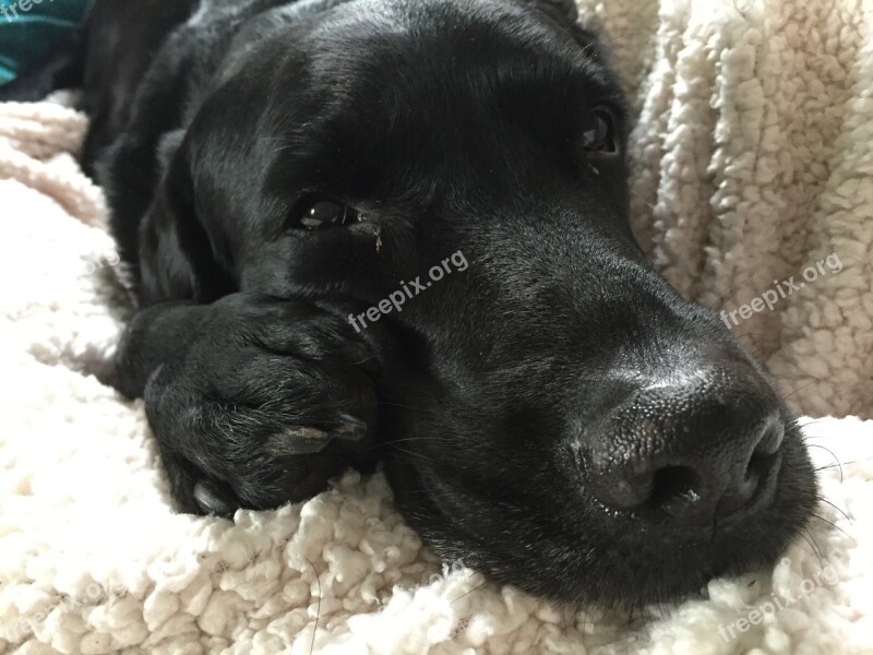 Labrador Retriever Sleepy Happy Relaxed