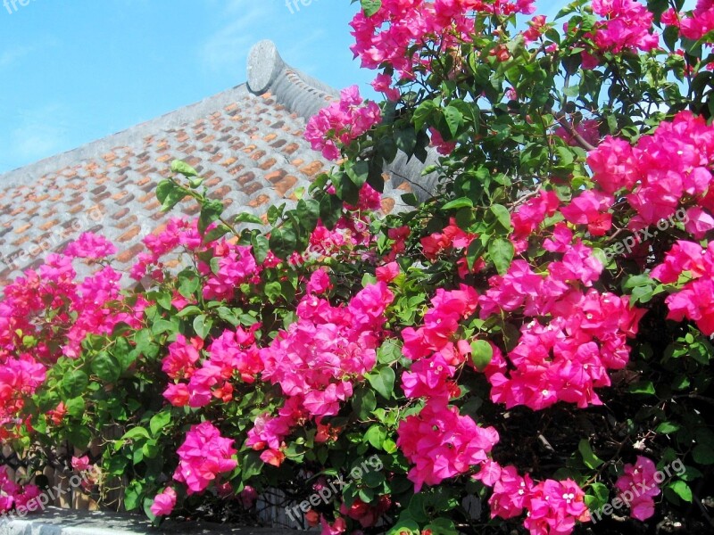 Ishigaki Island Bougainvillea Blue Sky Okinawa Glitter