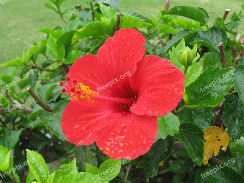 Hibiscus Ishigaki Island Outlying Islands Red Flowers