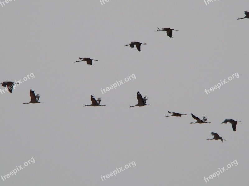 Sky Cranes Spain Migration Birds