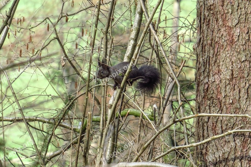 Squirrel Black Verifiable Kitten Nature Tree