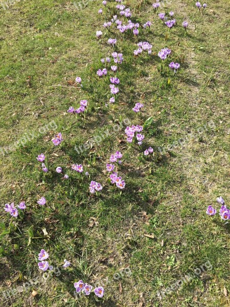 Flowers Spring Crocus Free Photos