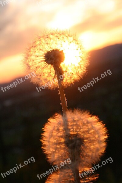 Dandelion Flower Weed Free Photos