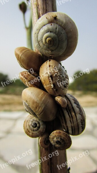 Snails Shells Nature Wildlife Helix