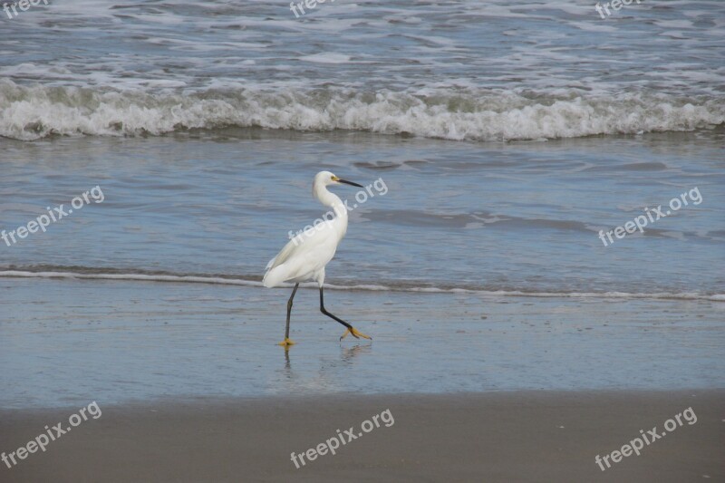 Heron Bird Environment Free Photos