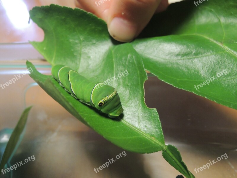 Larva Papilio Rearing Pet Insect