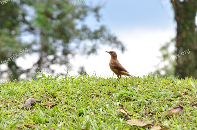 Bird Brazilian Bird Nature Brazil Brazilian