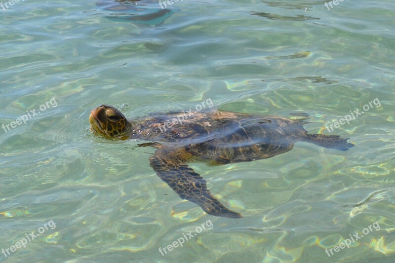 Hawaii Sea Turtle Honu Ocean Sea