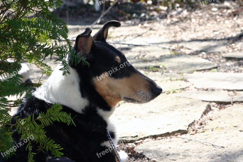 Dog Pet Canine Smooth Collie