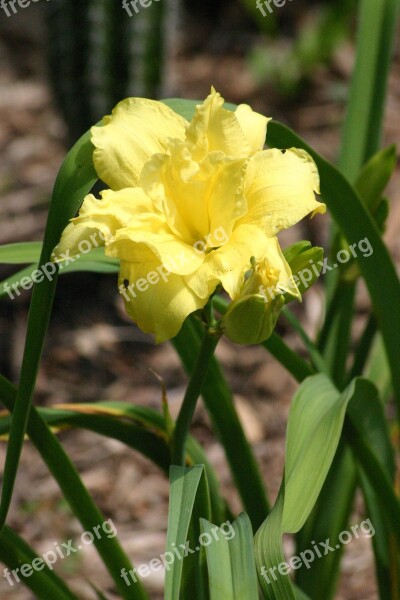 Flower Lily Lemon Double Yellow