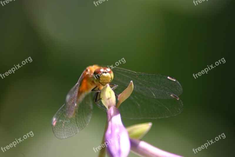 Dragon Fly Hosta Summer Sun Nature