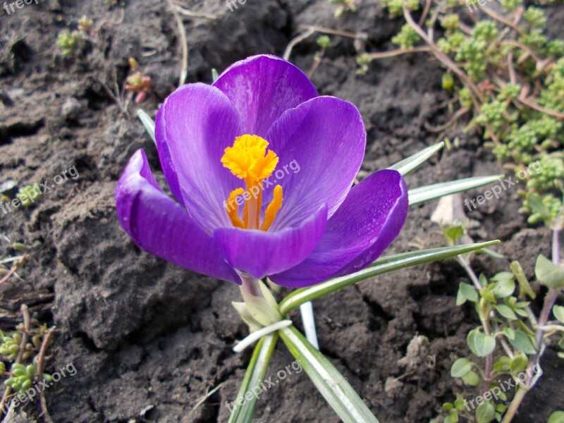 Crocus Flowers Spring Free Photos