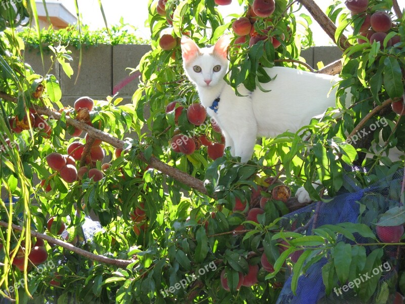 White Cat Peach Tree Humor Magical Free Photos