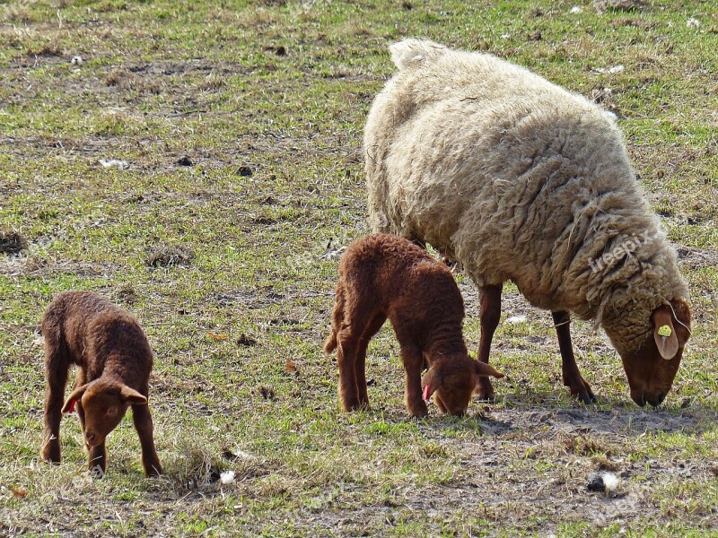 Lamb Sheep Passover Schäfchen Cute