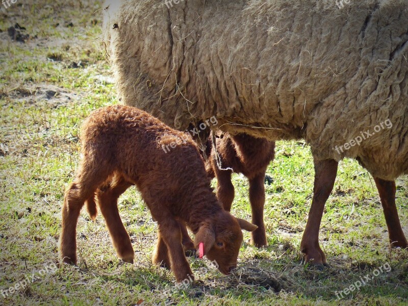 Lamb Sheep Passover Schäfchen Cute