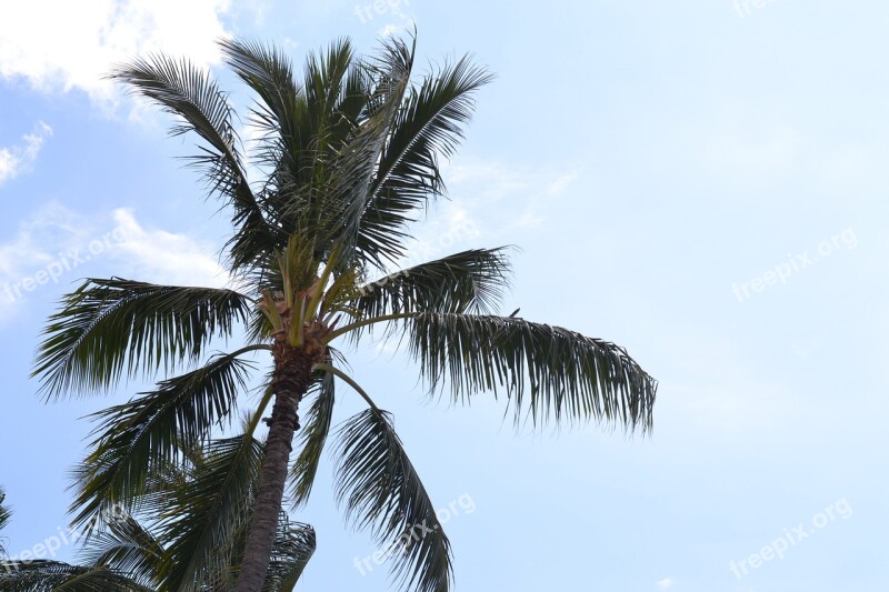 Palm Tree Sky Clouds Hawaii Palm