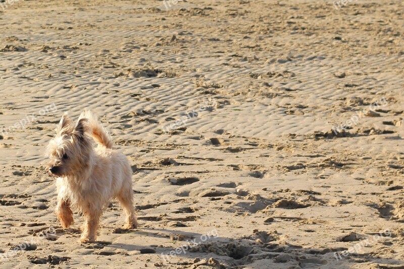 Cairn Terrier Dog Beach Sand