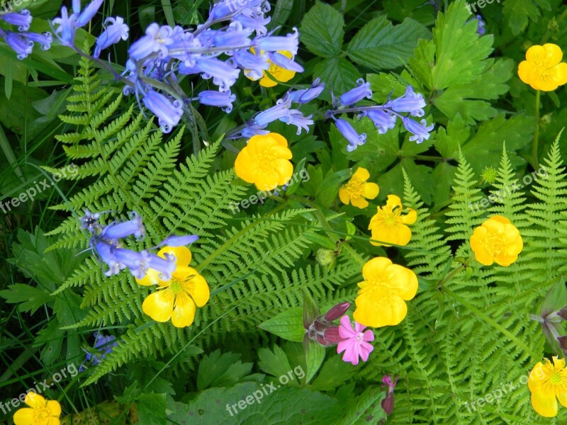 Spring Floral Yellow Bluebells Bloom