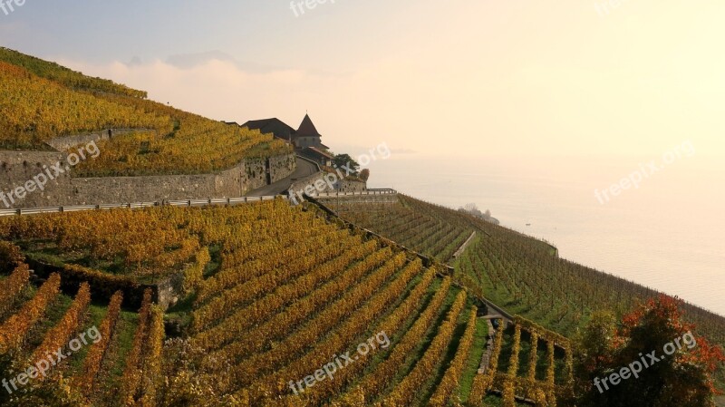 Lac Léman Vineyards Viticulture Lavaux Free Photos