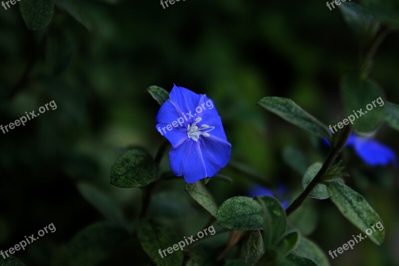 Blue Flower Cerrado Blue Flower Blue Garden Nature