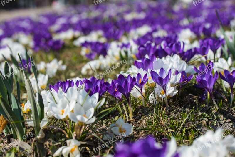 Spring Crocus Violet Plant Flowers