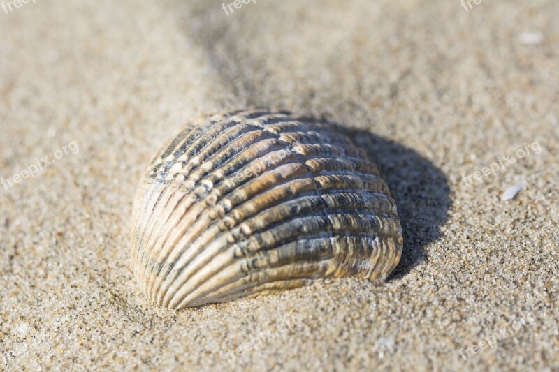 Shell Beach Sand Shells Nature