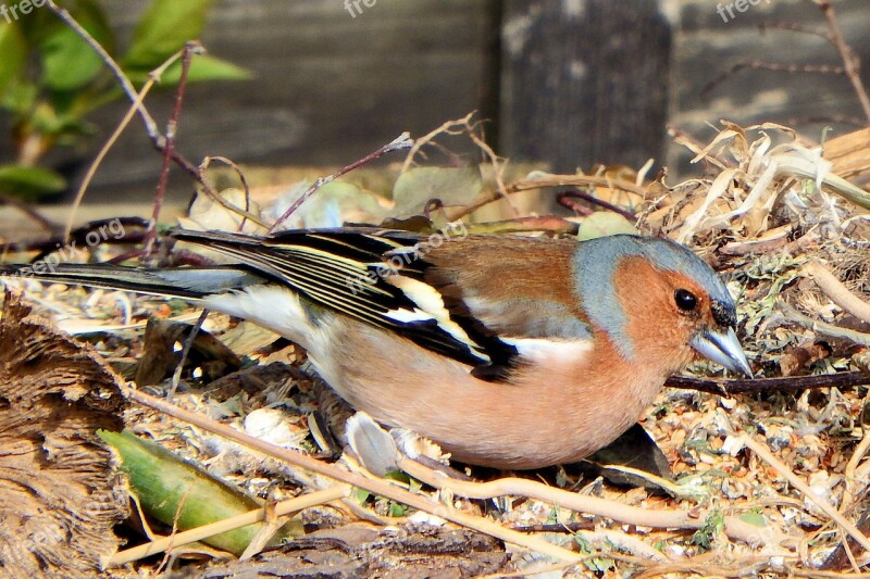 Chaffinch Fink Songbird Bird Beautiful