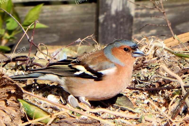 Chaffinch Fink Songbird Bird Beautiful