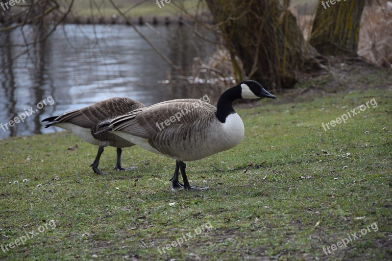 Ducks Meadow Bird Animals Duck On Meadow