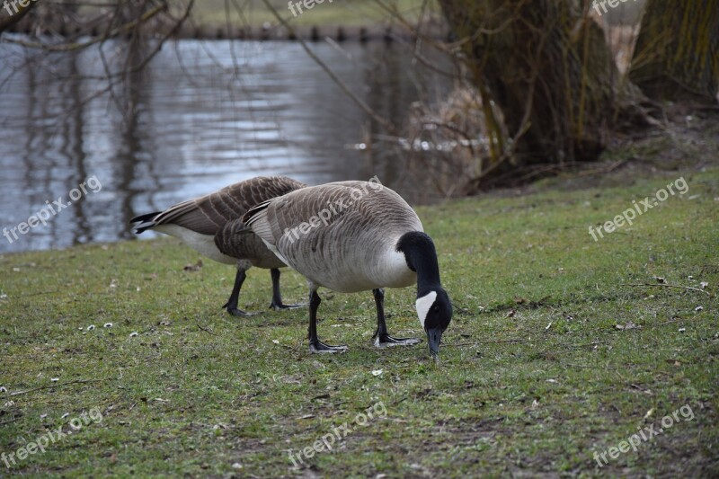 Ducks Meadow Bird Animals Duck On Meadow