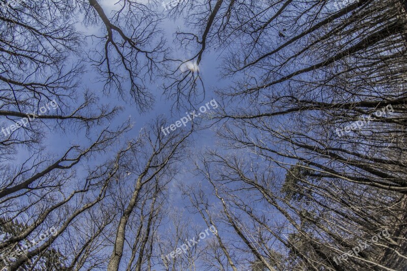 Forest Fisheye Nature Outdoor Summer