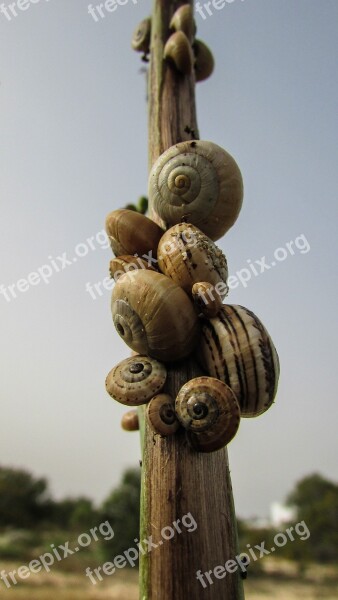 Snails Shells Nature Wildlife Helix