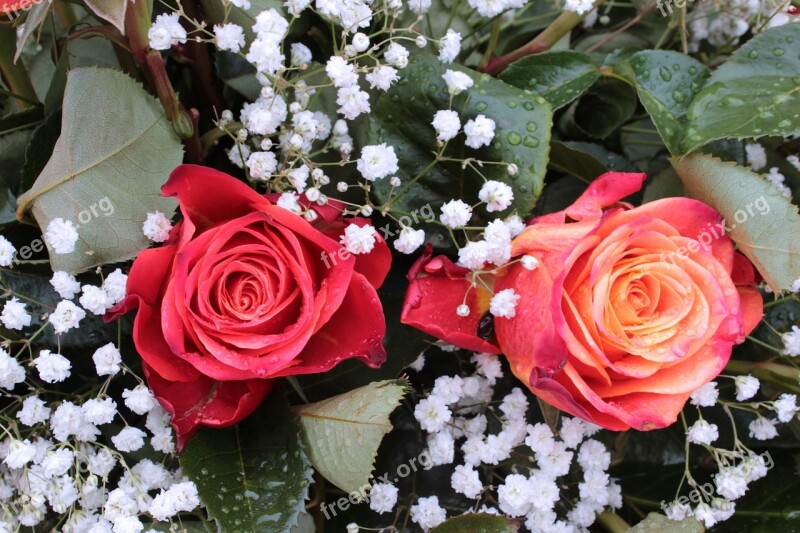 Bouquet Roses Gypsophila Red Roses Flowers