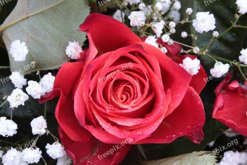 Rose Rose Bloom Gypsophila Red Fragrance