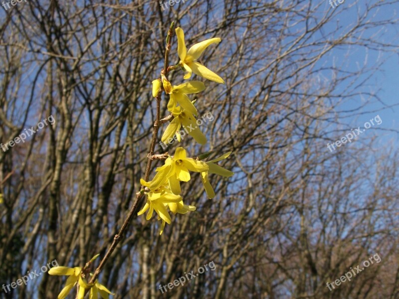 Forsythia Ornamental Shrub Golden Bells Spring Free Photos