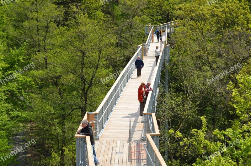 Treetop Path Harzburg Summer Free Photos