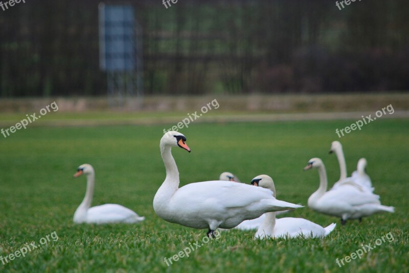 Swans White Bird White Swan Animal