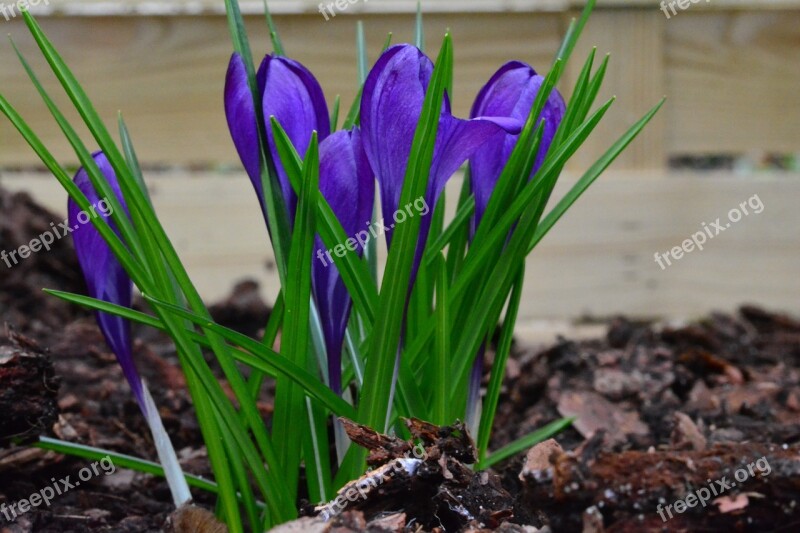 Crocus Blue Spring Flowers Early Bloomer