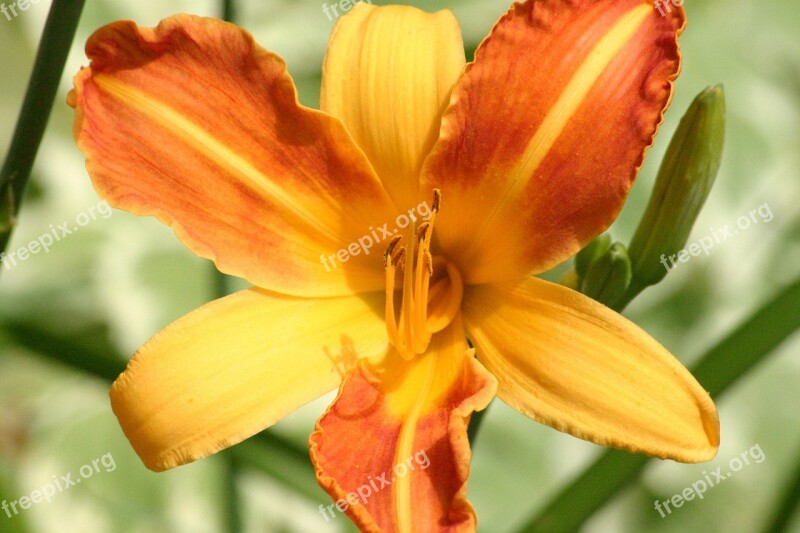 Tiger Lily Flower Orange Yellow Macro Pestle